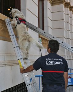 El Consorcio Provincial de Bomberos formalizará en 2020 su Sección Canina dentro del Grupo de Especialistas de Rescate