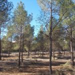 La Diputación de Alicante invierte 40.000 euros en la mejora y ordenación forestal del monte El Plano de Sax