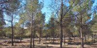 La Diputación de Alicante invierte 40.000 euros en la mejora y ordenación forestal del monte El Plano de Sax
