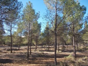 La Diputación de Alicante aprueba 900.000 euros en ayudas para la protección y mejora del entorno natural y el control de dípteros y colonias de gatos