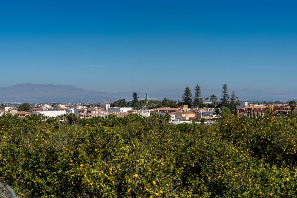 Jacarilla.- Vega Baja (8)