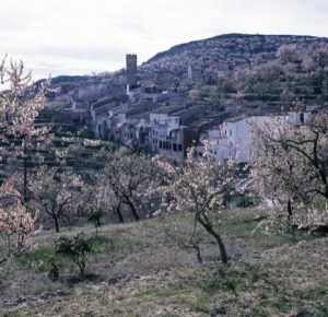 Tarbena