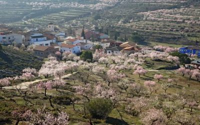 Asistencia a Municipios