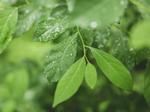 Medio Ambiente