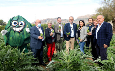Arranca la campaña de recolección de la Alcachofa de la Vega Baja del Segura con el apoyo de la Diputación