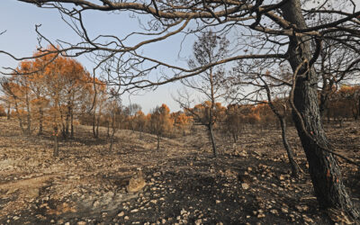 La Diputación ayuda a la recuperación de los municipios afectados por los incendios de La Vall d’Ebo y Petrer
